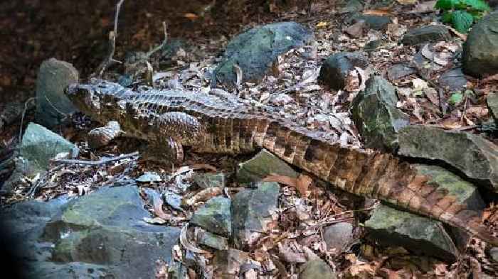 Indian Marsh Crocodile rescued from Powai pit by forest dept, RAWW