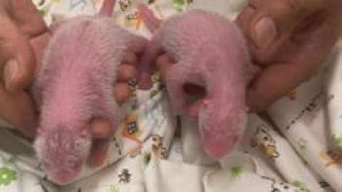 Giant panda twins born to oldest first-time mum