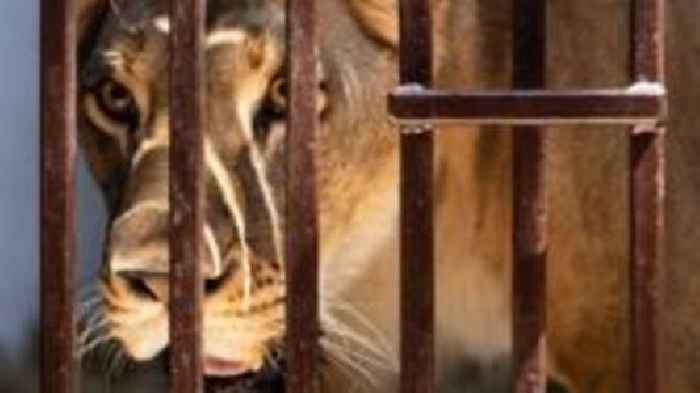 Traumatised Ukrainian lion moved to Kent sanctuary