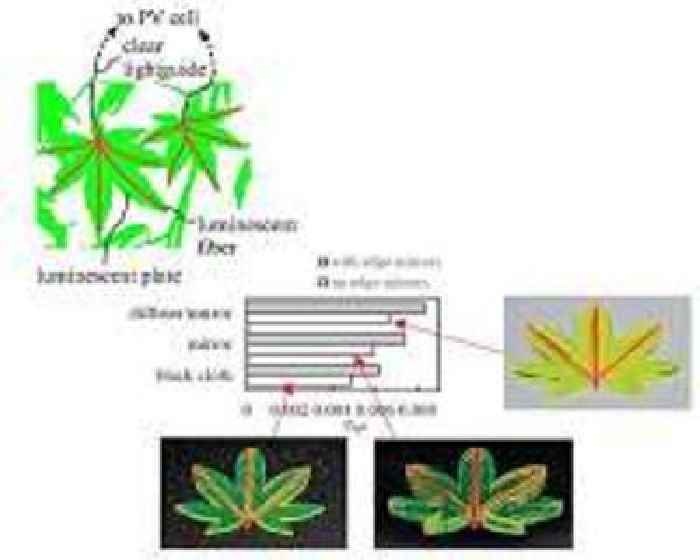 Leaf-inspired Solar Concentrators Could Significantly Improve Efficiency