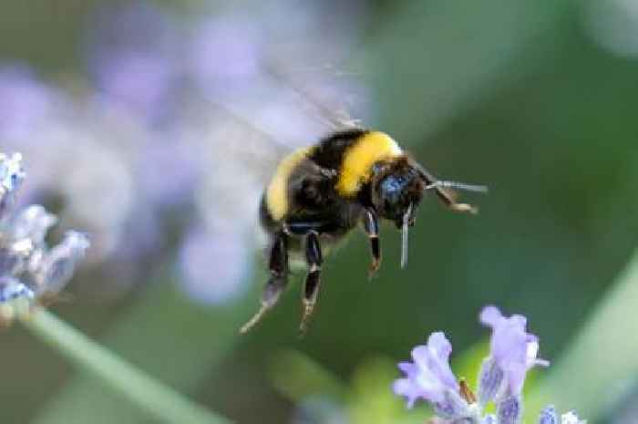 Best flowers to plant to save bees - including lavender and sunflowers