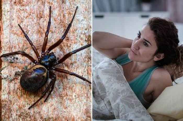 Huge spiders with 'wasp sting' bite set to invade UK homes in coming weeks