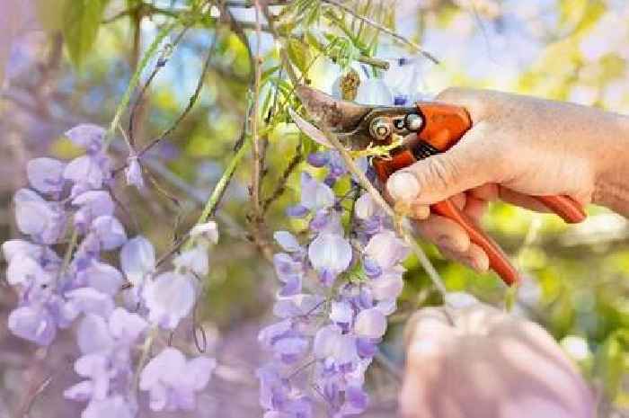 Gardeners must prune one plant this weekend to keep gardens 'under control'