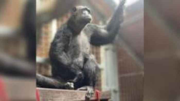 New home for disabled chimp saved from bushmeat trade