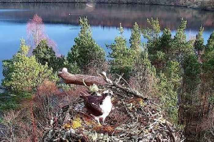 Perthshire Loch of the Lowes osprey died of natural causes