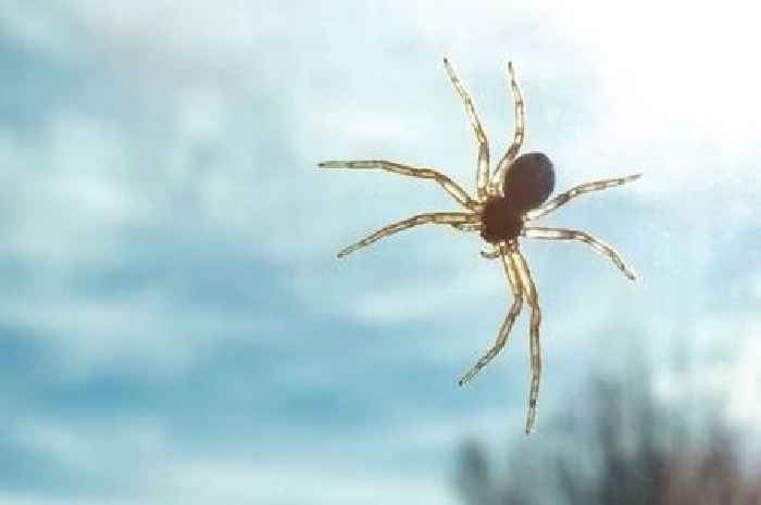 Ditch vinegar and citrus peel when deterring spiders for 1p item that works better