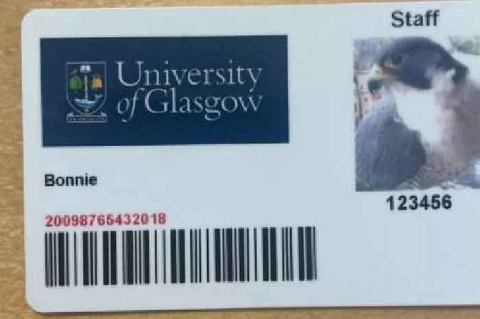 Falcons who live at Glasgow University named after hundreds of suggestions sent in