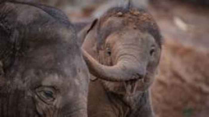 Chester Zoo shocked at sudden death of elephant