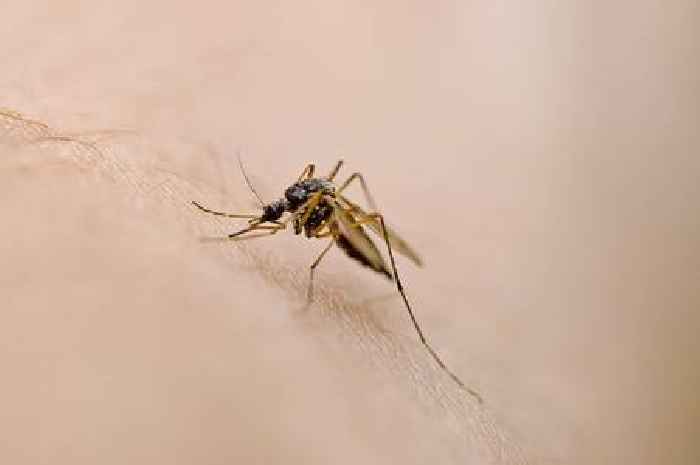 A quarter of Brits at risk of malaria as they travel to these hotspots - full list of affected countries