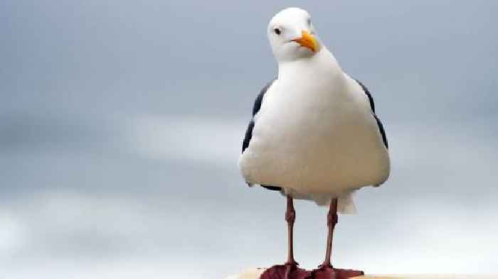 Gull put to sleep after being attacked in city centre