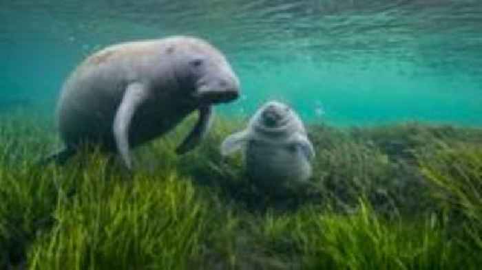 Manatee mummy and calf charm wildlife photo judges