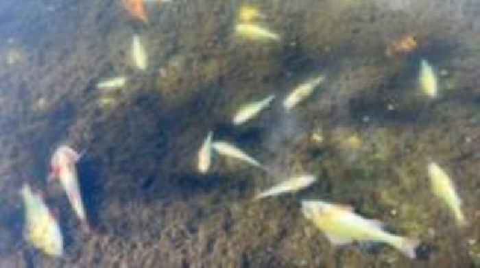 Investigation launched as fish die in pool