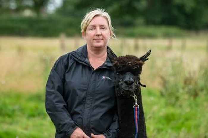 Owner of alpaca Geronimo 'executed' by Defra demands justice