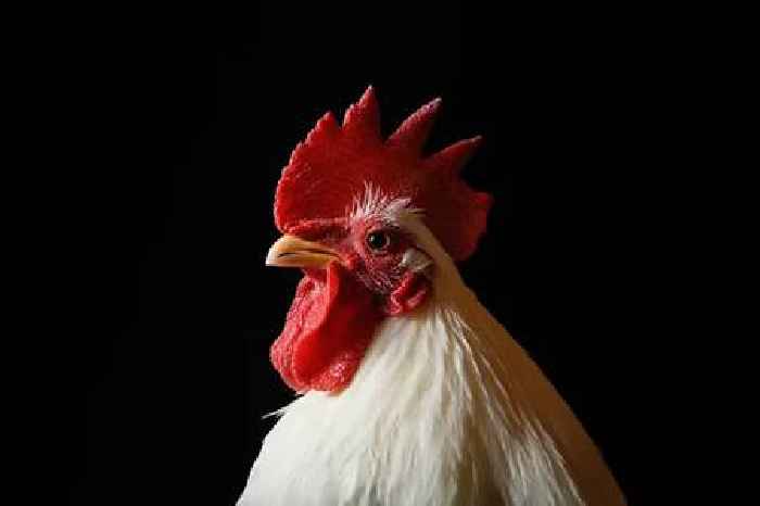 ‘Chicken King’ Ranjit Singh Boparan to sell poultry arm to himself