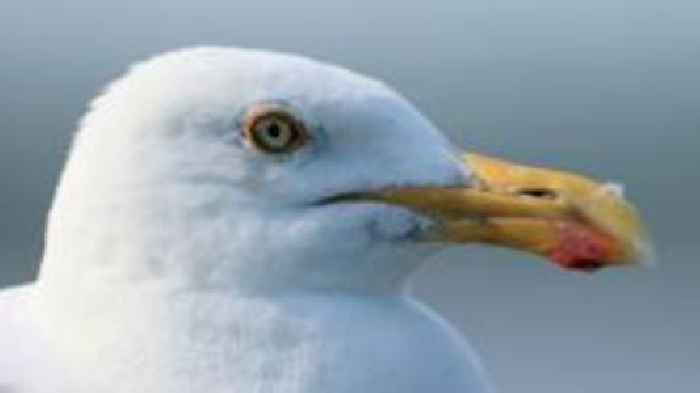 Children hurt as herring gull attacks 'out of control'