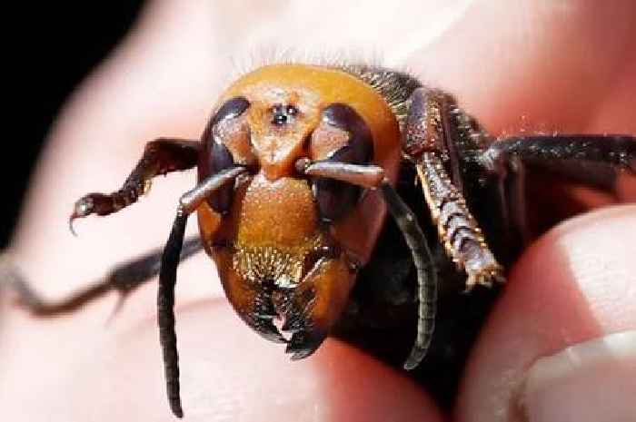 Asian Hornets which 'attack in swarms' and 'hunt in packs' found in UK