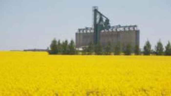 China hits back at Canada EV tariffs with canola probe