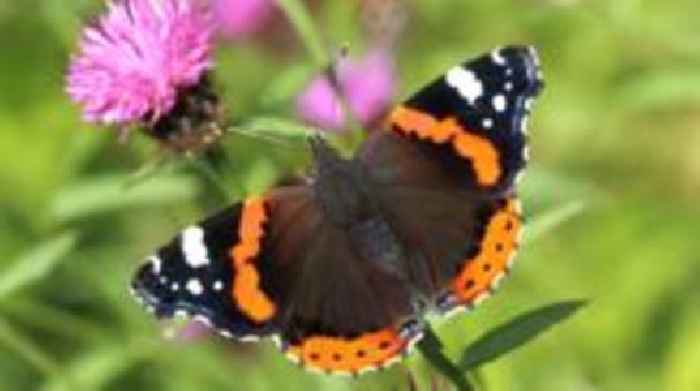 'Shocking' drop in butterfly numbers - charity