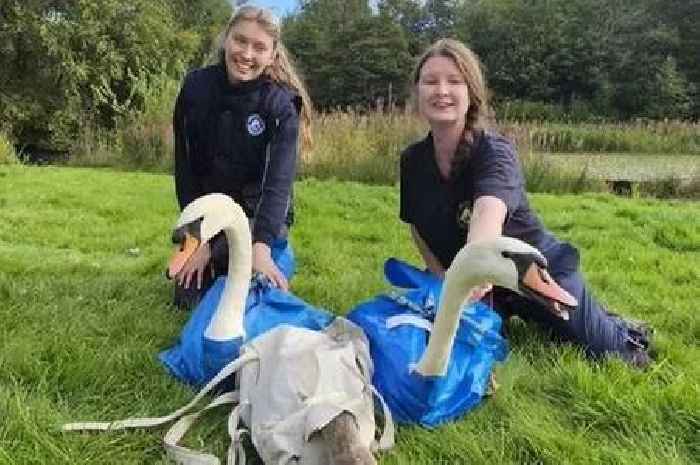 Swans moved from Scots park after 'appalling attacks' left one cygnet dead