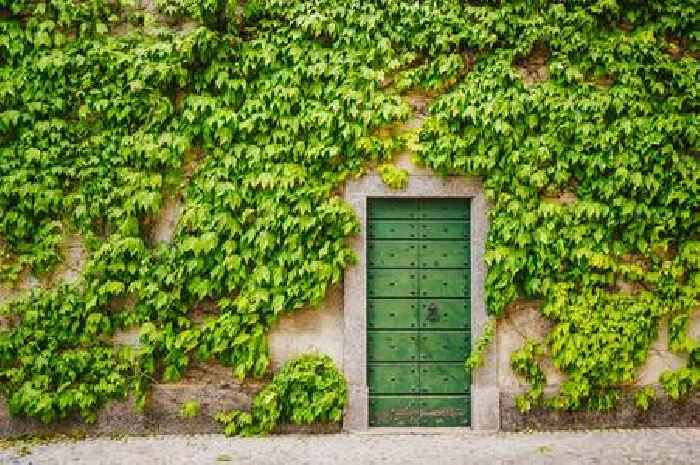 Gardeners' 'best' way to remove ivy to keep it from spreading all over your garden