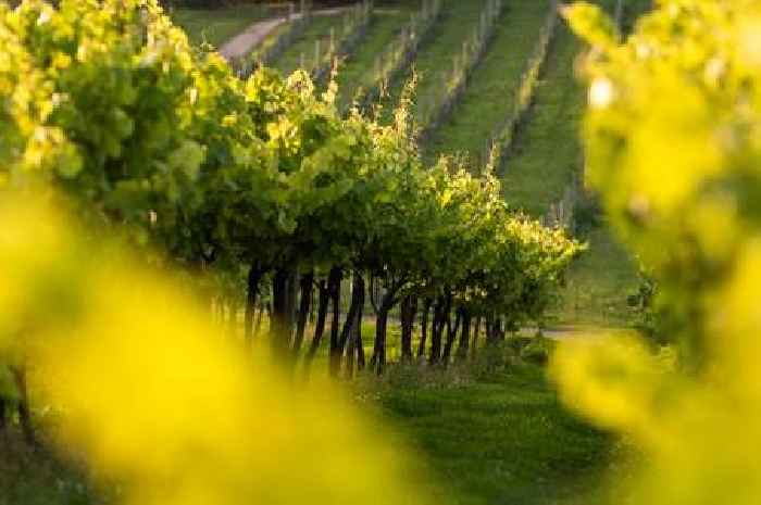 Vineyard supplying Jeremy Clarkson's new pub affected by challenging summer weather