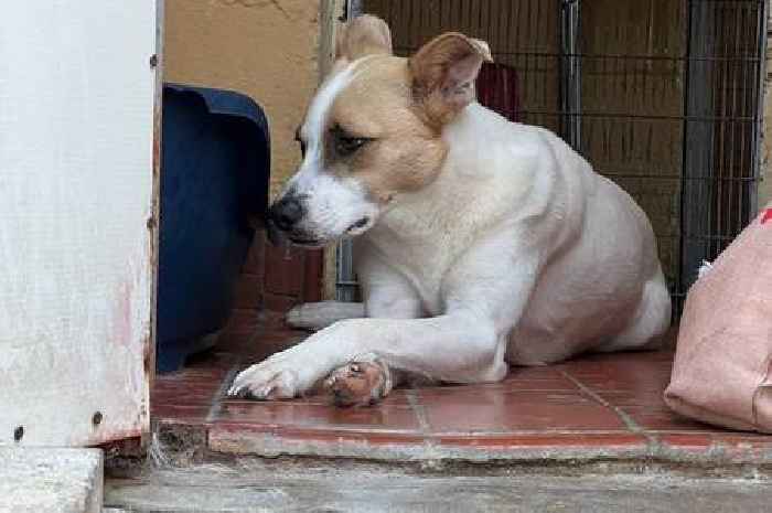 Dog left in 'appalling' conditions at Government-approved quarantine centre