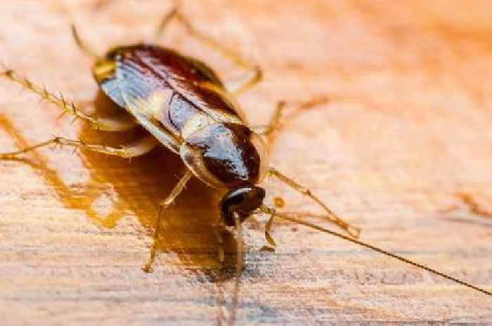 How your bathwater could be inviting cockroaches into your home, warns UK pest expert