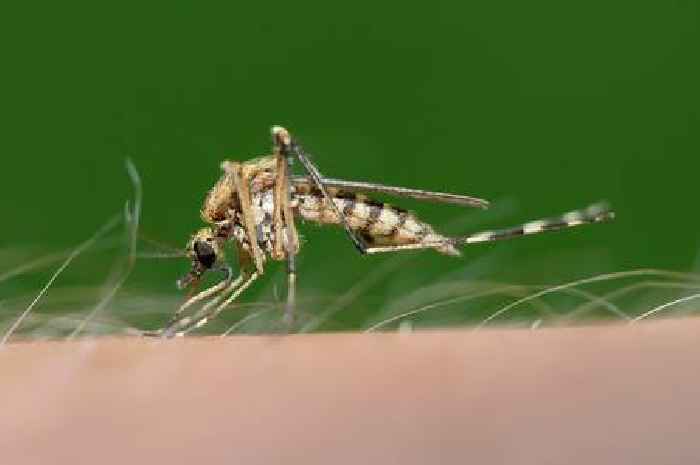 Brits urged to take precautions amid Zika virus outbreak