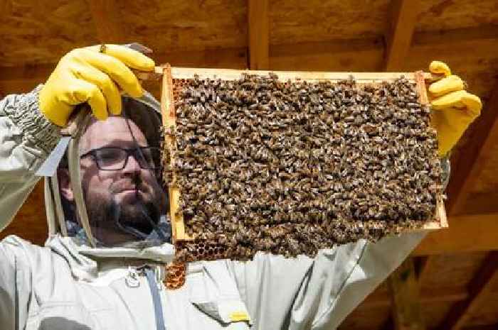 Scots beekeeper finds grandfather's lost hives alive in quarry and turns them into huge colony