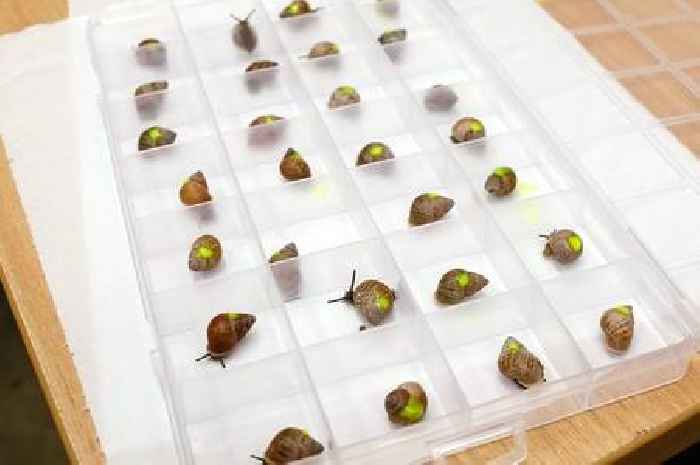 Thousands of rare partula snails bred at Edinburgh Zoo to be released in French Polynesia