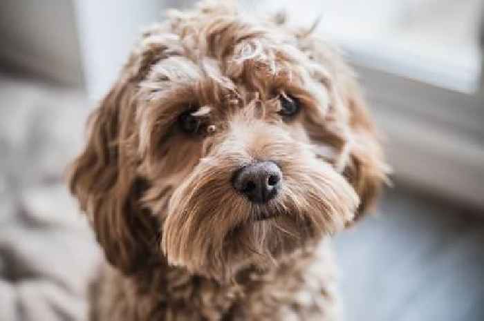 Expert issues 'flesh-eating disease' warning to dog owners as Alabama rot cases surge