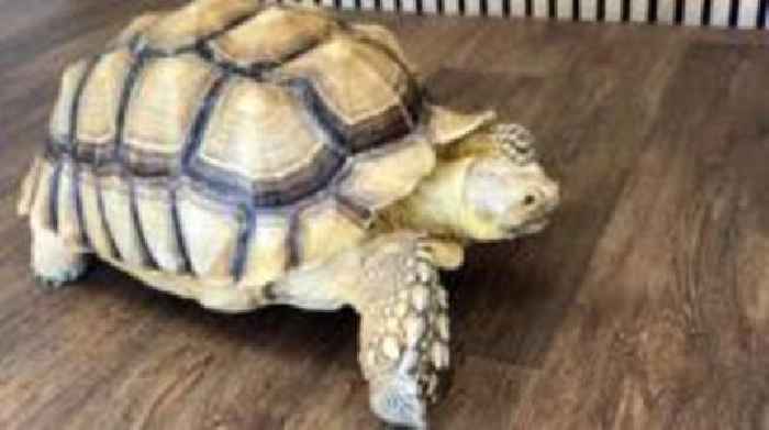 Pet tortoise walked on beach has shell-ebrity status