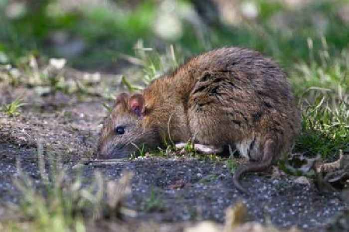 Keep rats and mice 'away' from your home and garden with four natural household items