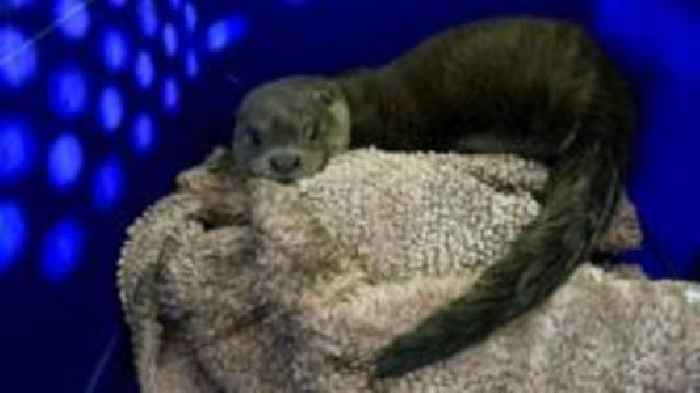 Curious case of a trapped otter and a sleepy fox