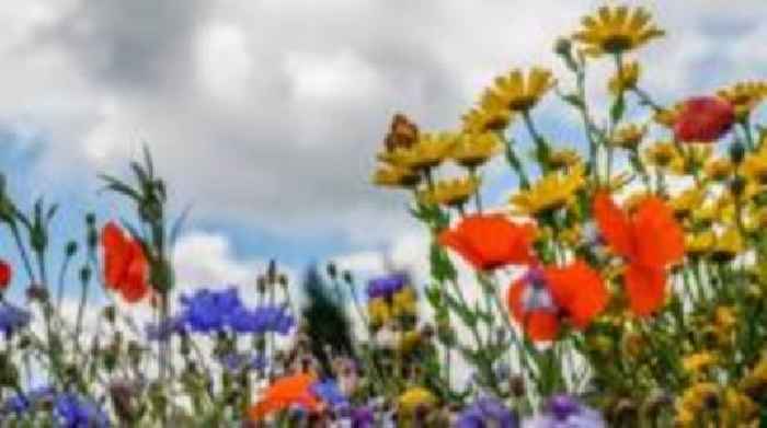 Wildflowers planted in hay meadow restoration bid