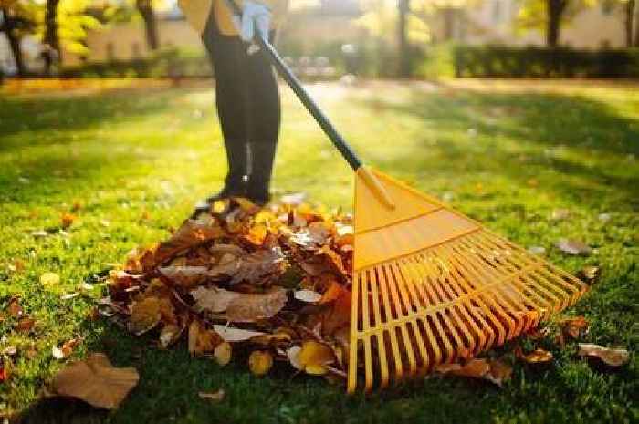 Gardeners told to do 'important' lawn task in autumn and winter - not mowing