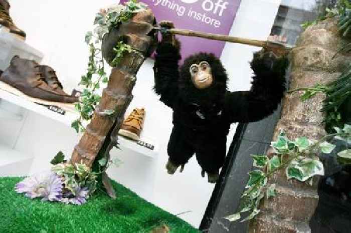 The fate of Charlie the Chimp from the Gordon Scott shoe shop in Broadmarsh shopping centre