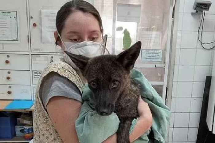 'Amazing' new dog and fox hybrid discovered by scientists after animal hit by car