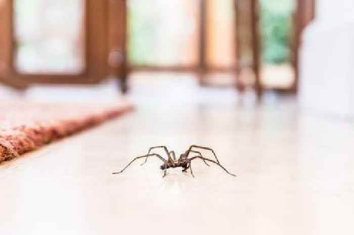 Horror as 'huge' spiders invade homes - but people swear by spray to repel them