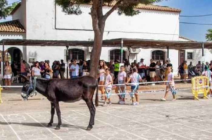 'Strangest thing in Benidorm' where you can win big money by watching donkey poo