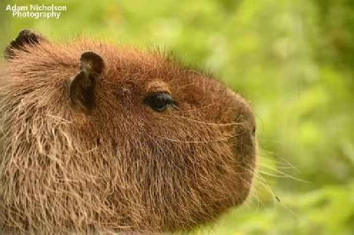 World’s largest rodent missing from Midlands zoo as public warned ‘don’t approach’