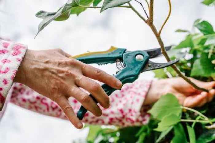 Four garden plants you must prune now to keep shrubs disease free