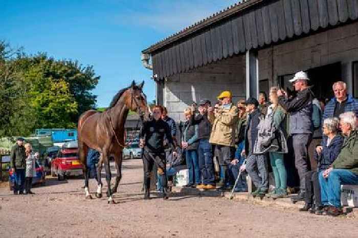 Horse racing fans get chance to experience top Dumfriesshire trainer's yard