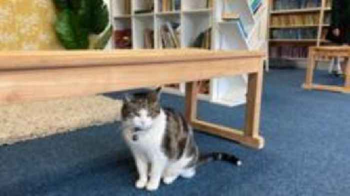 Popular school cat up for award