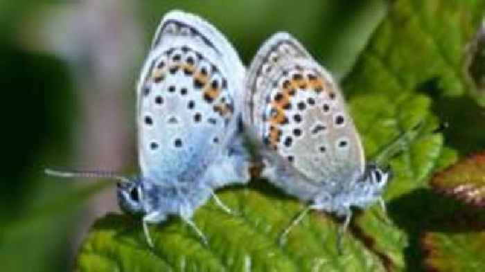 Record numbers of rare butterfly at nature reserve