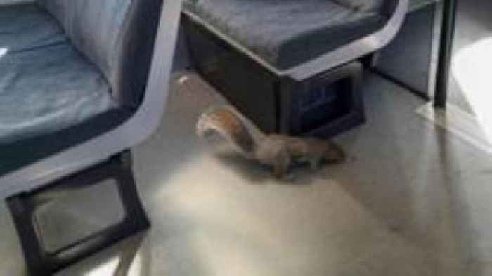 Two squirrel travellers force train cancellation