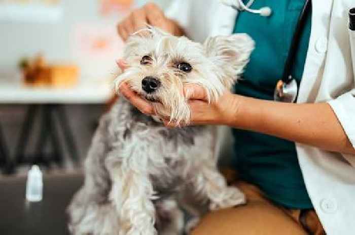 Dog owners urged to watch out for these symptoms common in September