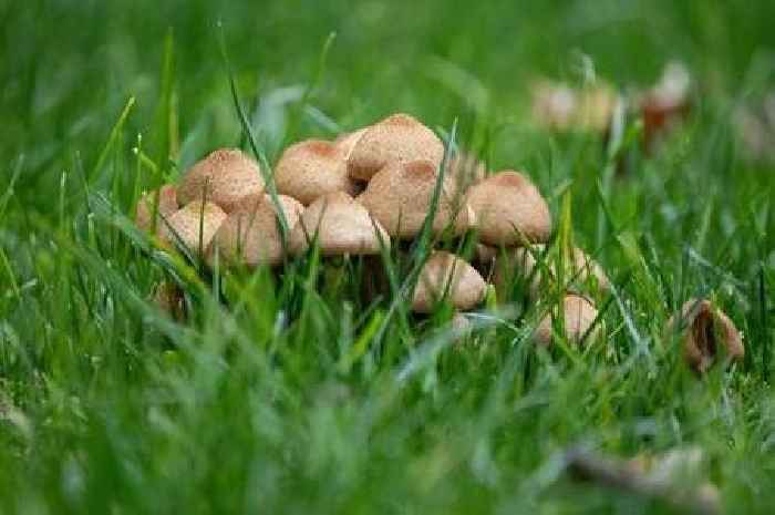 'Heavy' mushrooms to banish from your garden - and how to get rid of them