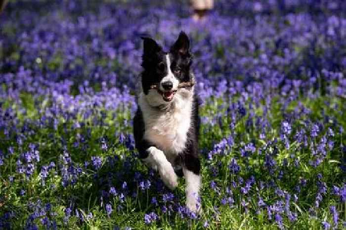Dog owners warned of 'dangerous' disease that can be fatal after wet walks