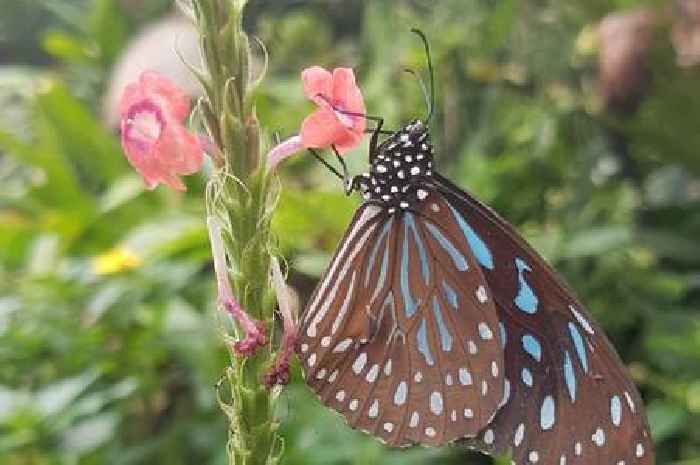 Warning of 'butterfly emergency' with record lows